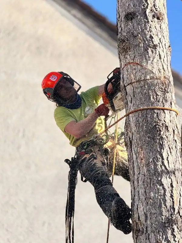 Fällung in Seilklettertechnik