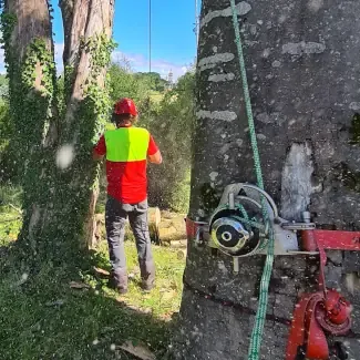 Fällungen + Rigging