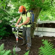 Verbesserung vom Baumumfeld