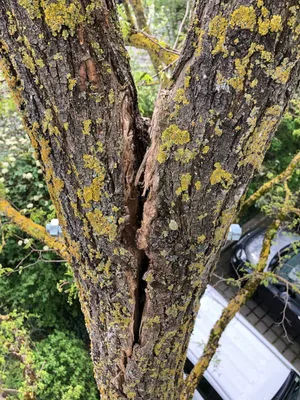 Werkzeuge vor einem Baum zur regelmäßigen Kontrolle