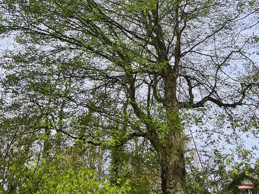 Eine verwachsene Baumkrone