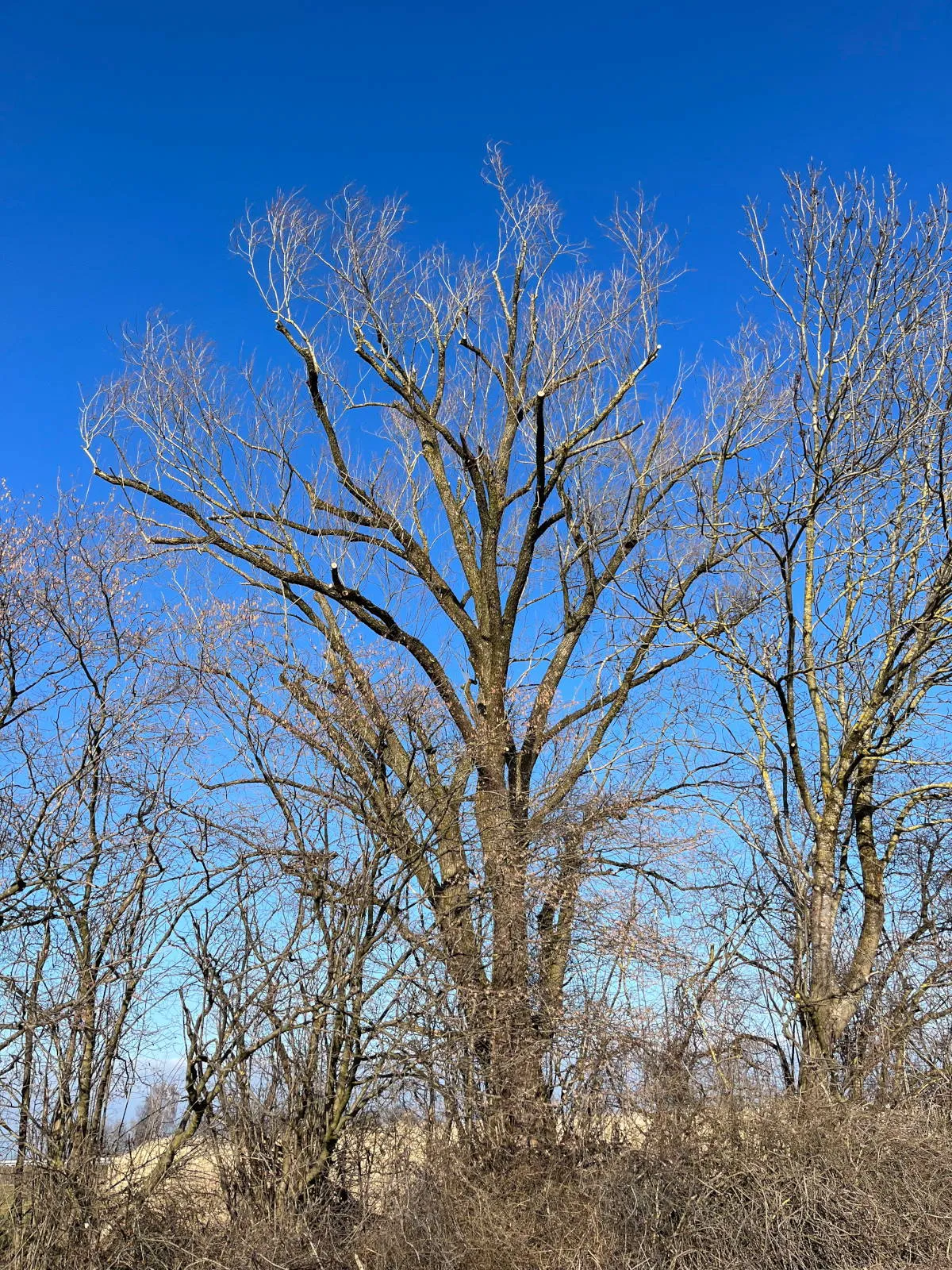 Starke Schnittmaßnahmen an der Straße