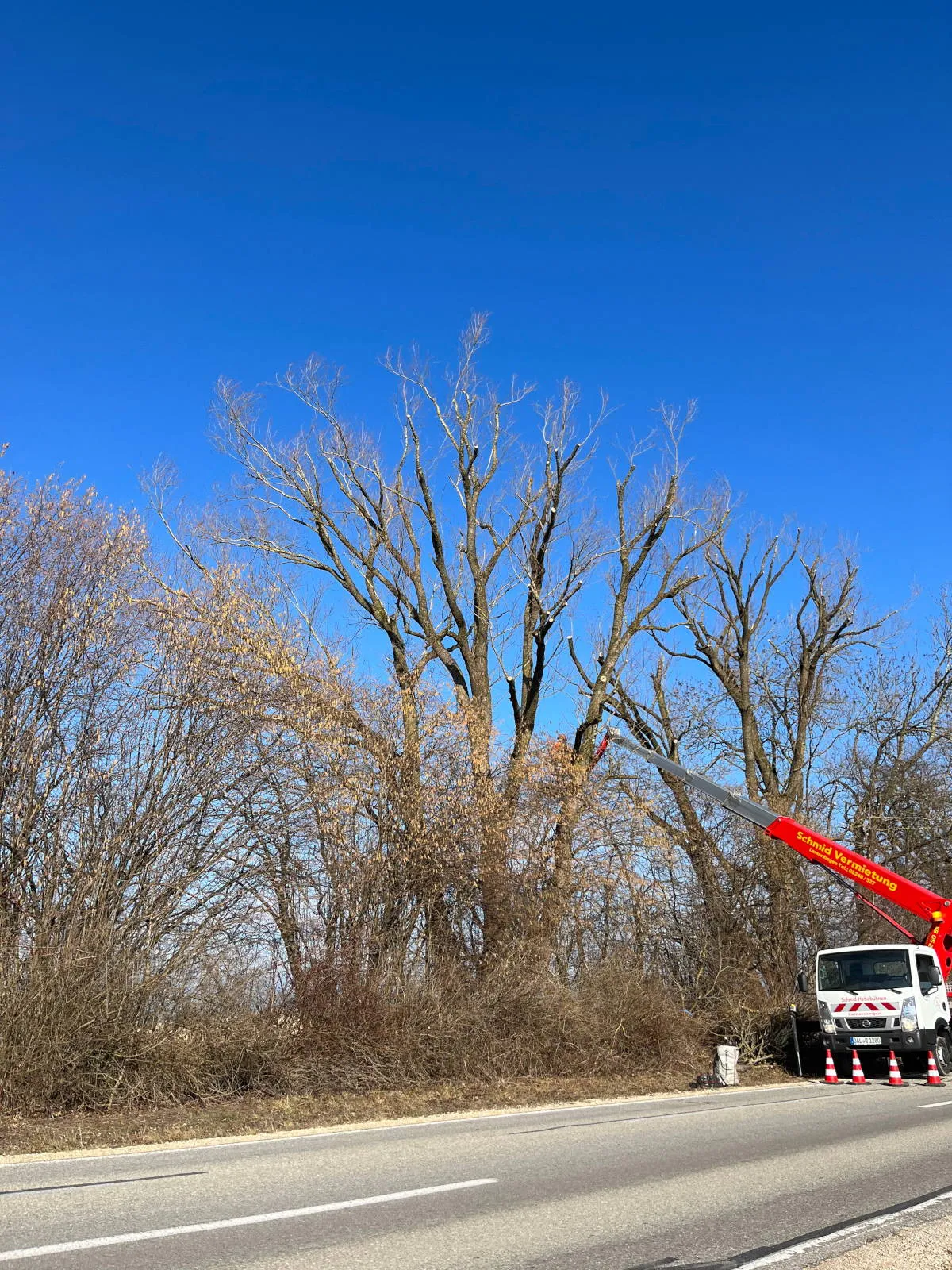 Starke Schnittmaßnahmen an der Straße