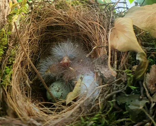Ein zugeschnittener, gefällter Baum